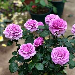 紫霞仙子新品切h花月季玫瑰蓝紫色灌木月季浓香花庭院阳台四季开