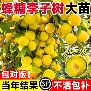 蜂糖李子树苗正宗新品种嫁接特大李子果树带土球苗南北方四季种植