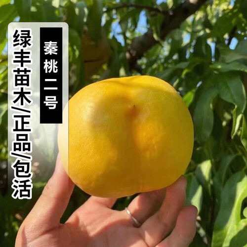 嫁接中晚熟黄桃树苗秦桃2号特大果脆甜离核黄肉桃树苗南北方种植