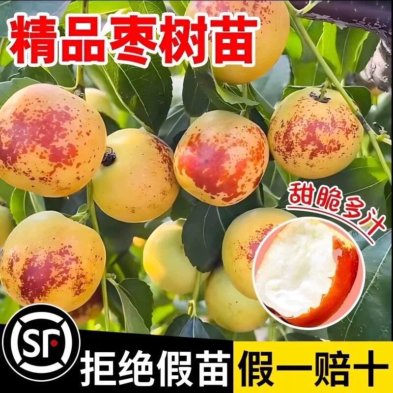 枣树活苗大枣超甜带土球南北方沾化冬枣大树矮化嫁接苗超甜特大号