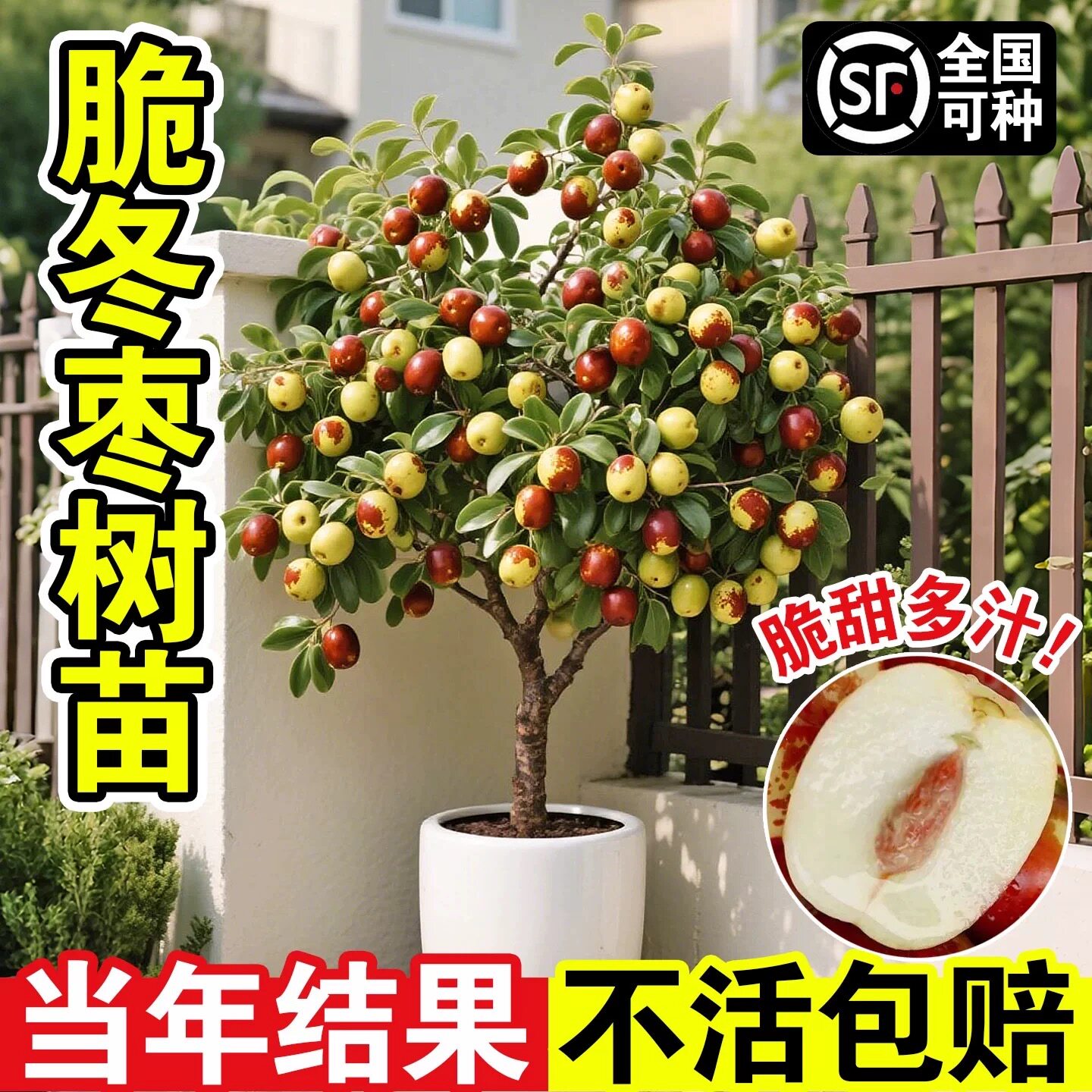 枣树活苗大枣超甜特大号带土球南北方种植沾化冬枣大树矮化嫁接苗