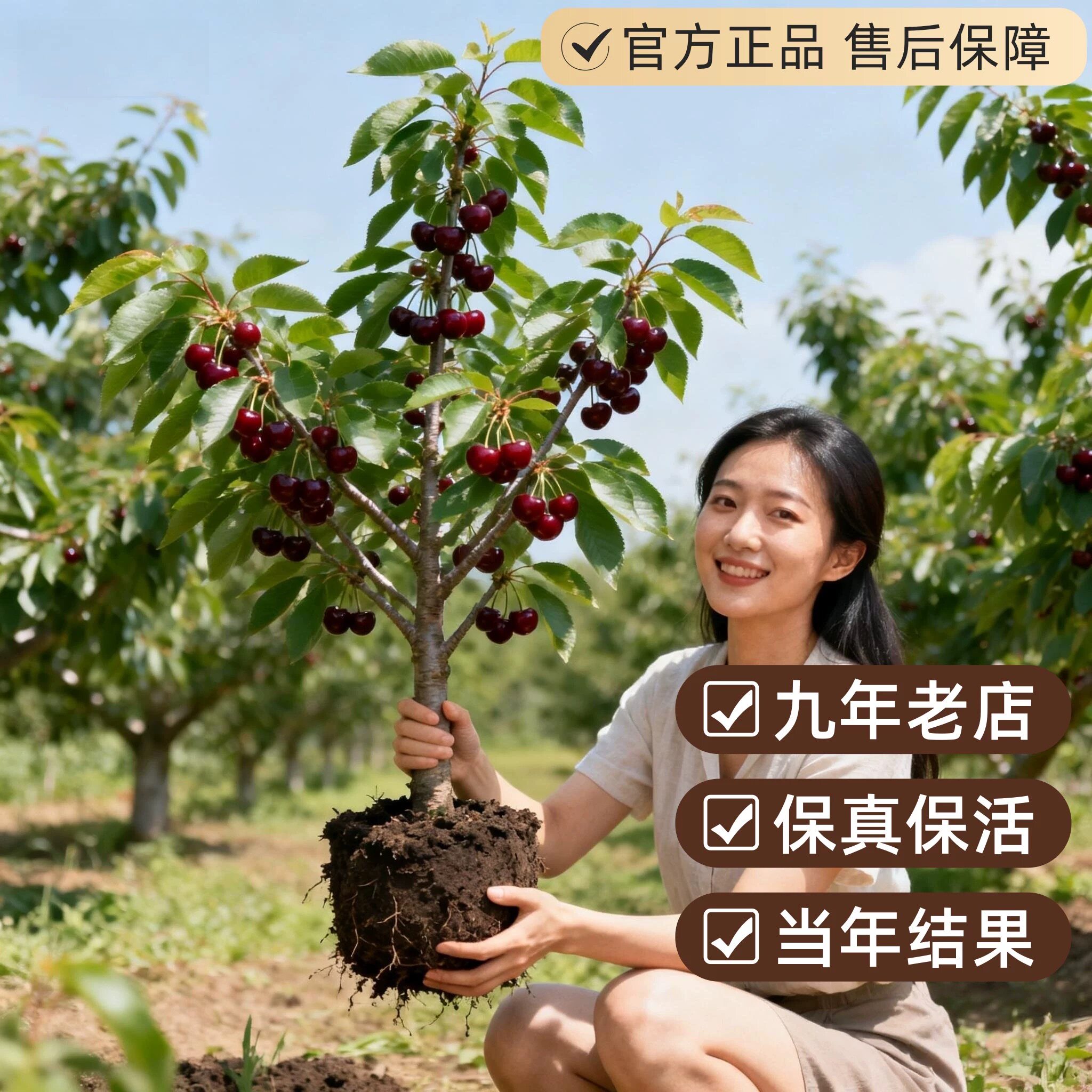 自花授粉拉宾斯大樱桃苗樱桃树苖嫁接授粉树车厘子树苗南北方种植