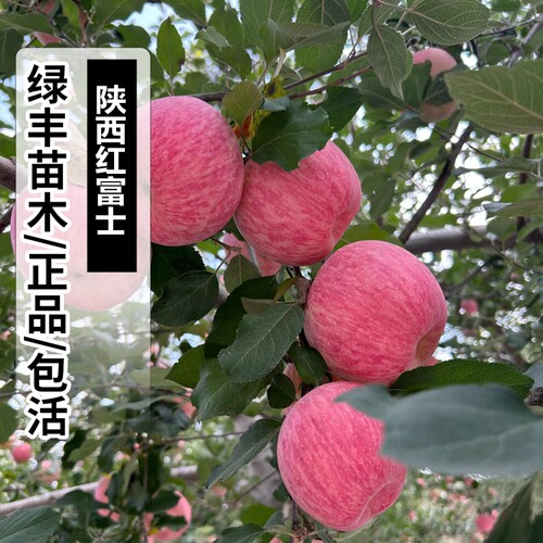 红富士苹果树苗嫁接抗寒脆甜东北陕西苹果苗南方北方种植当年结果