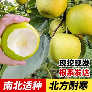 梨树果苗嫁接苗当年结果翠冠梨树果树果苗丰水梨子树苖秋月梨树苗
