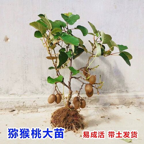 猕猴桃树果苗红心软枣猕猴桃苗徐香嫁接南北方种植庭院水果树果苗