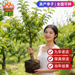 嫁接蜂糖李树苗脆甜脱骨李西梅果树盆栽地栽庭院四季种植李子