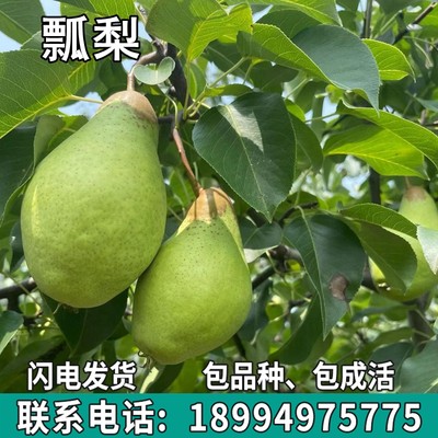 瓢梨果树苗南北方地栽庭院阳台盆栽种植特大果嫁接树苗当年结果