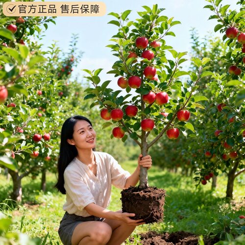 苹果树果苗嫁接红富士苹果树苗脆甜矮化冰糖心秦冠苹果苗当年结果