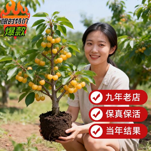车厘子树苗樱桃树苗南方北方种植水果盆栽矮化嫁接正宗大樱桃树苗