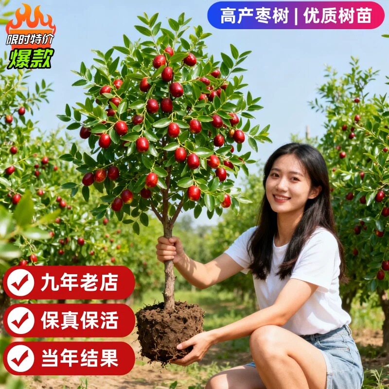 枣树活苗特大冬枣嫁接树苗沾化冬枣三代大枣超甜奶枣苹果水果青枣