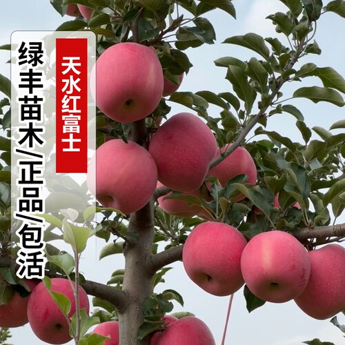 红富士苹果树苗嫁接抗寒脆甜东北天水苹果苗南方北方种植当年结果
