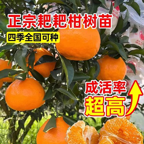四川春见粑粑柑橘子树苗嫁接丑橘苗南方北方种植杂柑果树盆栽地栽