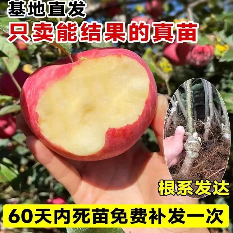 特大苹果树果苗矮化嫁接红富士冰糖心树苗庭院南北方种植当年结果