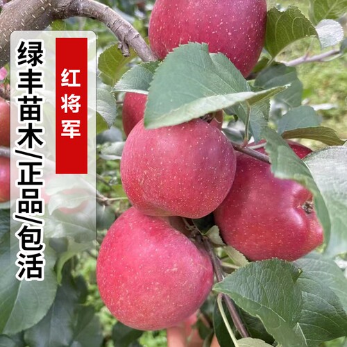 嫁接红富士苹果树苗矮化盆栽红将军苹果苗南北方种植地栽当年结果