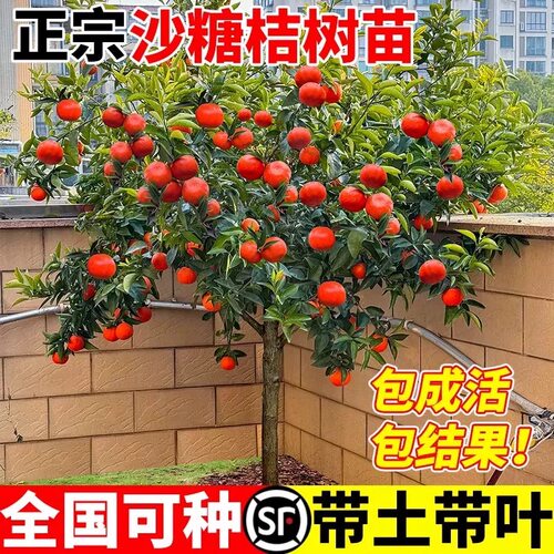沙糖桔子树苗南方北方种植广西砂糖橘树苗橙子无籽正宗橘子树果苗