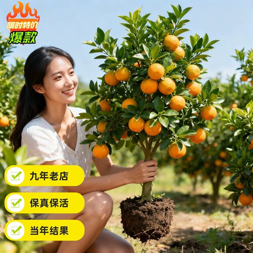 正宗耙耙柑树苗四川春见粑粑柑果树丑橘沃柑橘子树果苗南北方种植