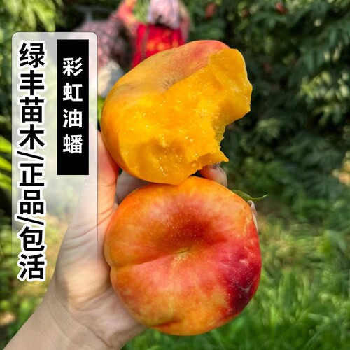 嫁接黄肉油蟠桃树苗特大果晚熟南北方种植9月彩虹油蟠桃树苗地栽