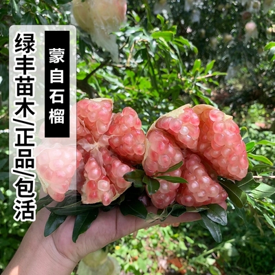 云南蒙自软籽石榴苗南北方四季种植庭院地栽特大阳台盆栽当年结果
