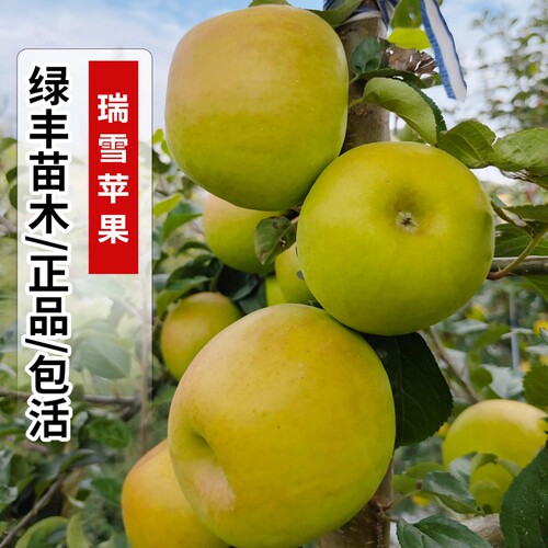瑞雪苹果树苗嫁接抗寒脆甜东北西北苹果苗南方北方种植当年结果