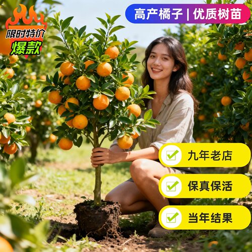 正宗四川春见耙耙柑树苗丑橘杷杷柑种植粑粑柑树苗盆栽橘子树果苗