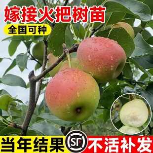 梨树果苗嫁接苗火把梨树丰水梨子树苖地栽当年结果梨树苗果树果苗