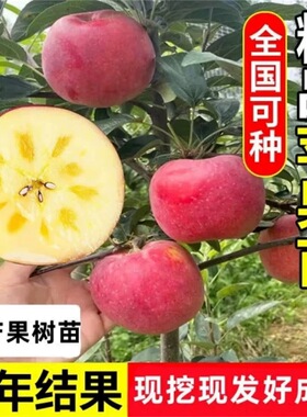 苹果树苗盆栽南方北方种植地栽冰糖心苹果苗活苗矮化果树当年结果