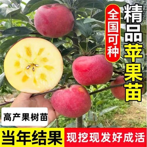 苹果树苗盆栽南方北方种植地栽冰糖心苹果苗活苗矮化果树当年结果