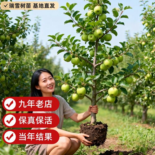 嫁接瑞雪苹果树苗晚熟新品种脆甜苹果苗南方北方种植盆栽果树果苗