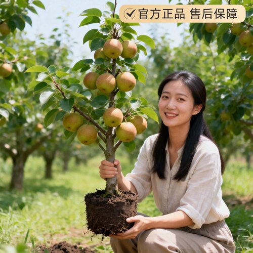 苹果梨树果苗南北方庭院地栽种植特大梨树活苗盆栽嫁接苗当年结果