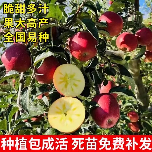 苹果树苗盆栽南方北方种植地栽冰糖心苹果苗活苗矮化果树当年结果