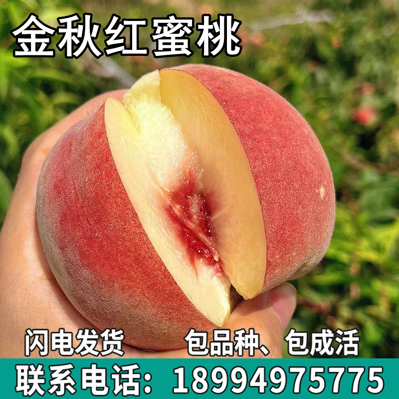 金秋红蜜桃果树苗南北方地栽庭院阳台盆栽种植特大嫁接苗当年结果