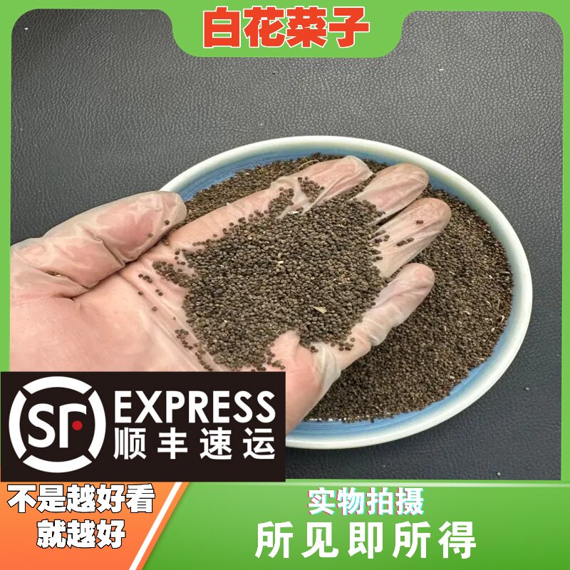 白花菜子中药材店铺中草药大全别名：臭菜、臭花菜、羊角菜
