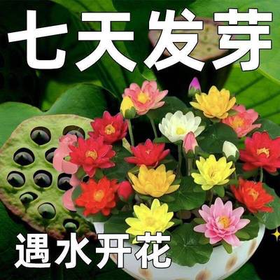 【7天发芽】碗莲种四季开花水培水养绿植物睡莲荷花无土盆栽花卉