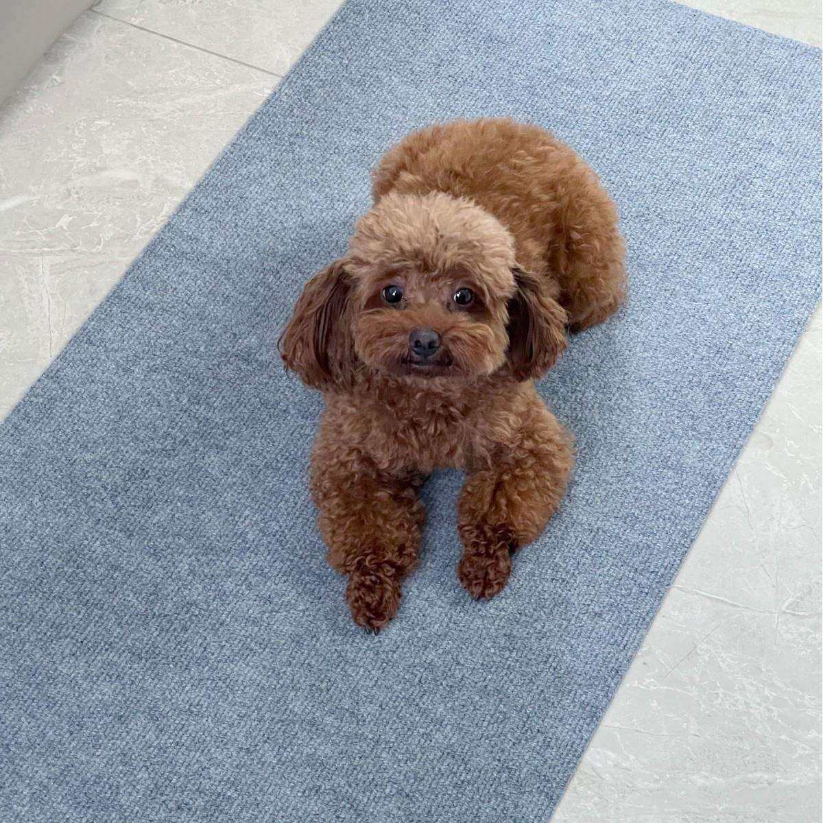 进门垫 卫生间脚垫厨房垫家用入户防滑玄关吸水浴室可反复粘贴