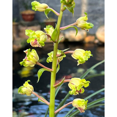 兰花苗蕙兰名品【大白菜】组培硬化一年半  花开浓香花卉绿植