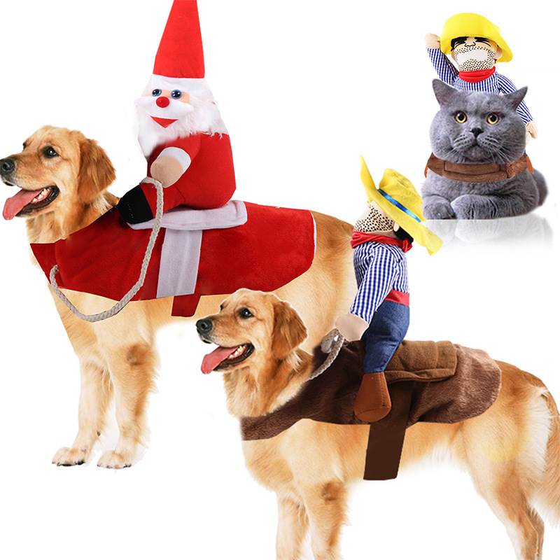 Pet dog and cat transform into funny costumes Halloween pet