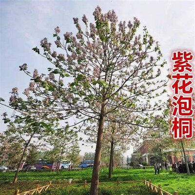 泡桐树苗紫花名贵植物庭院盆栽地栽门前种植道路绿化风景梧桐树苗