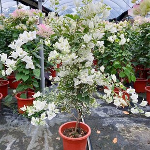 1.2米r三角梅老苗带盆四季 高飘银边白1 开花阳台庭院可爬藤花卉