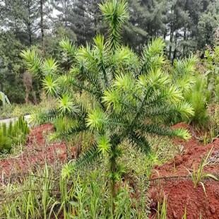 【1年苗】巴拉那松树苗云南正宗巴拉那引进松品种巴拉那松树苗