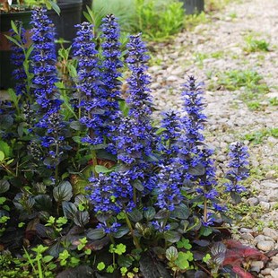 多苔米的花园 多花筋骨草盆栽花苗 姬十二单 勃艮第之光 耐寒耐热