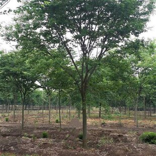 榉树苗绿化苗庭院别墅工程园x林榉树大树苗风景树苗行道树落叶乔