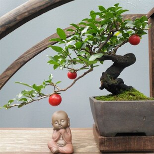 金弹子年a功母桩带花嫁接苗南瓜果小品挂果碳化小品老桩精品盆景