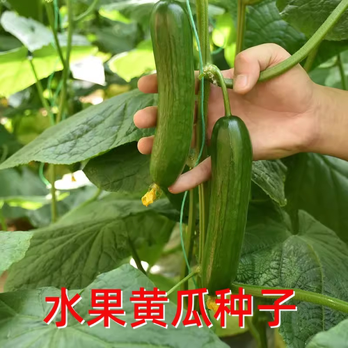 无刺水果黄瓜种子苗迷你四季盆栽