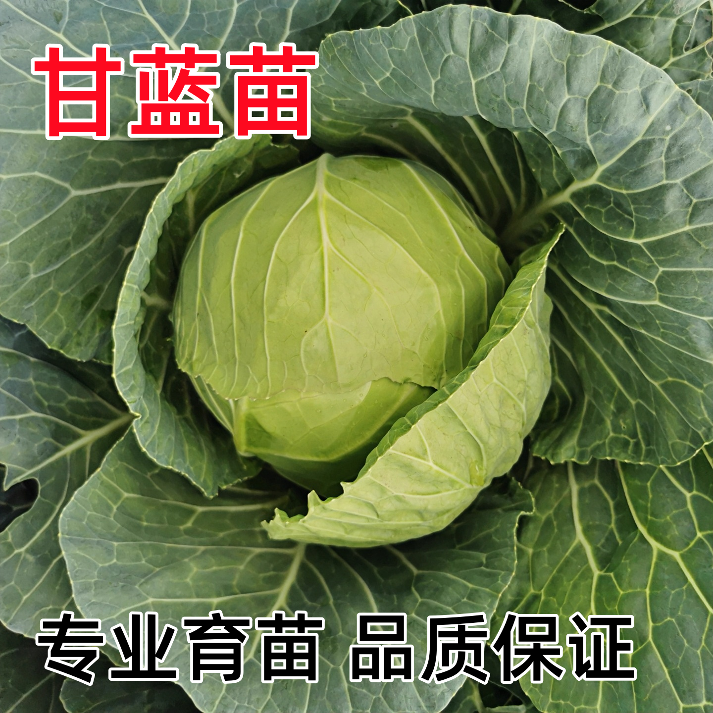 绿甘蓝苗圆白菜春秋季菜园蔬菜苗