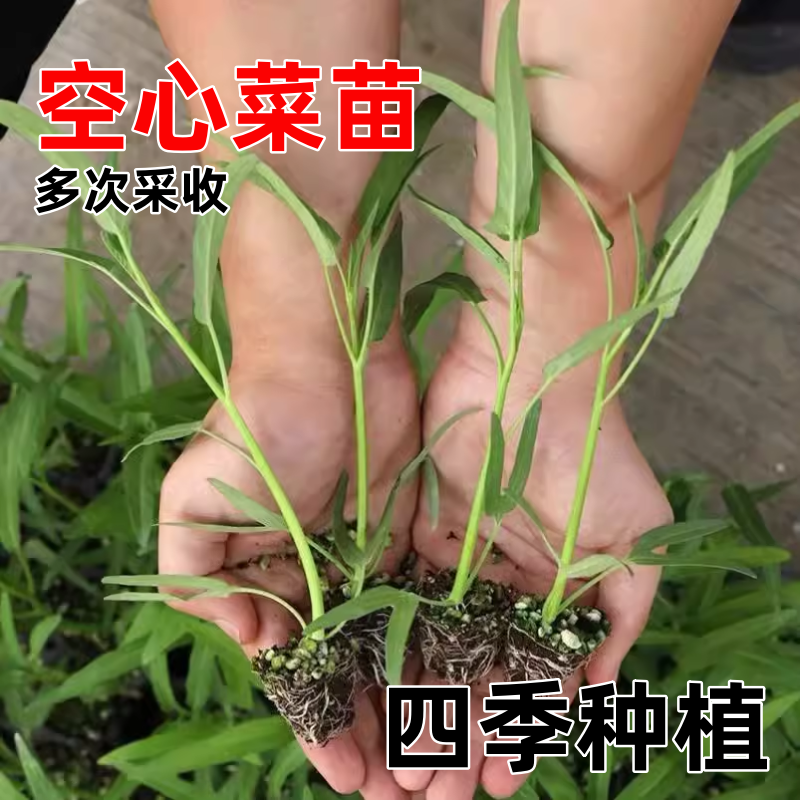 柳叶空心菜种子四季耐热阳台盆栽