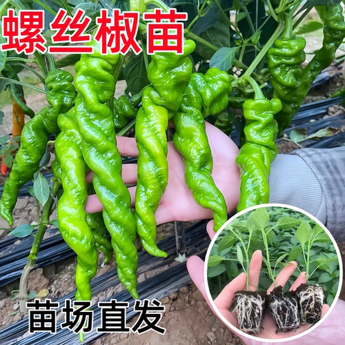 香辣螺丝椒苗秧盆栽高产辣椒苗子