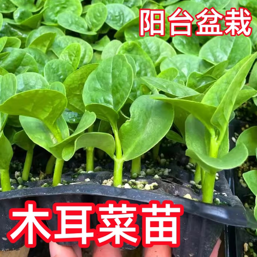 大叶木耳菜苗四季蔬菜种子盆栽苗