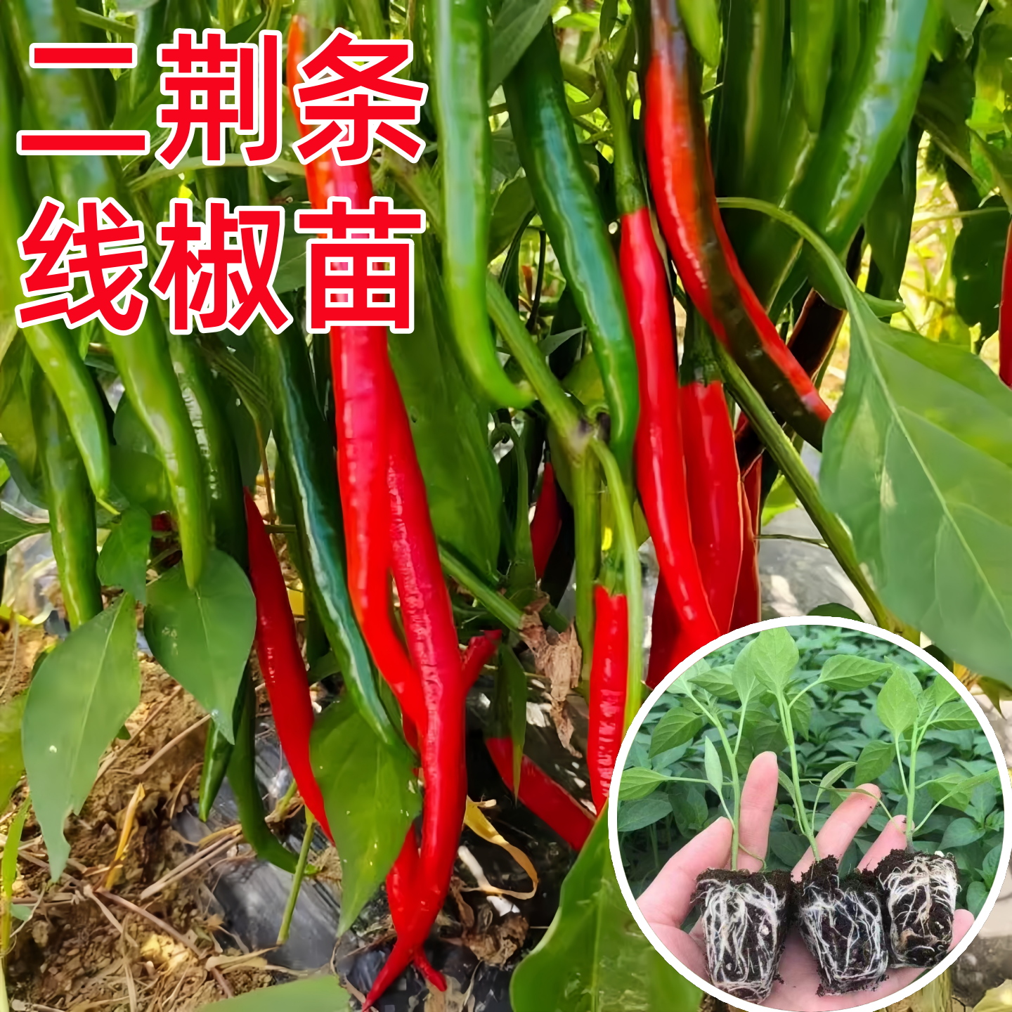 香辣二荆条线椒苗辣椒苗秧苗种子