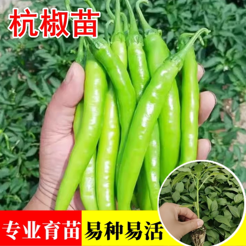 四季杭椒苗辣椒苗高产薄皮蔬菜苗