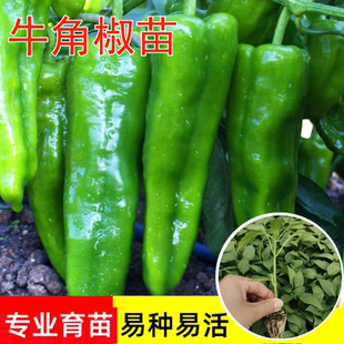 特大牛角椒苗辣椒苗秧苗高产青椒种子苗四季阳台盆栽春季蔬菜苗籽